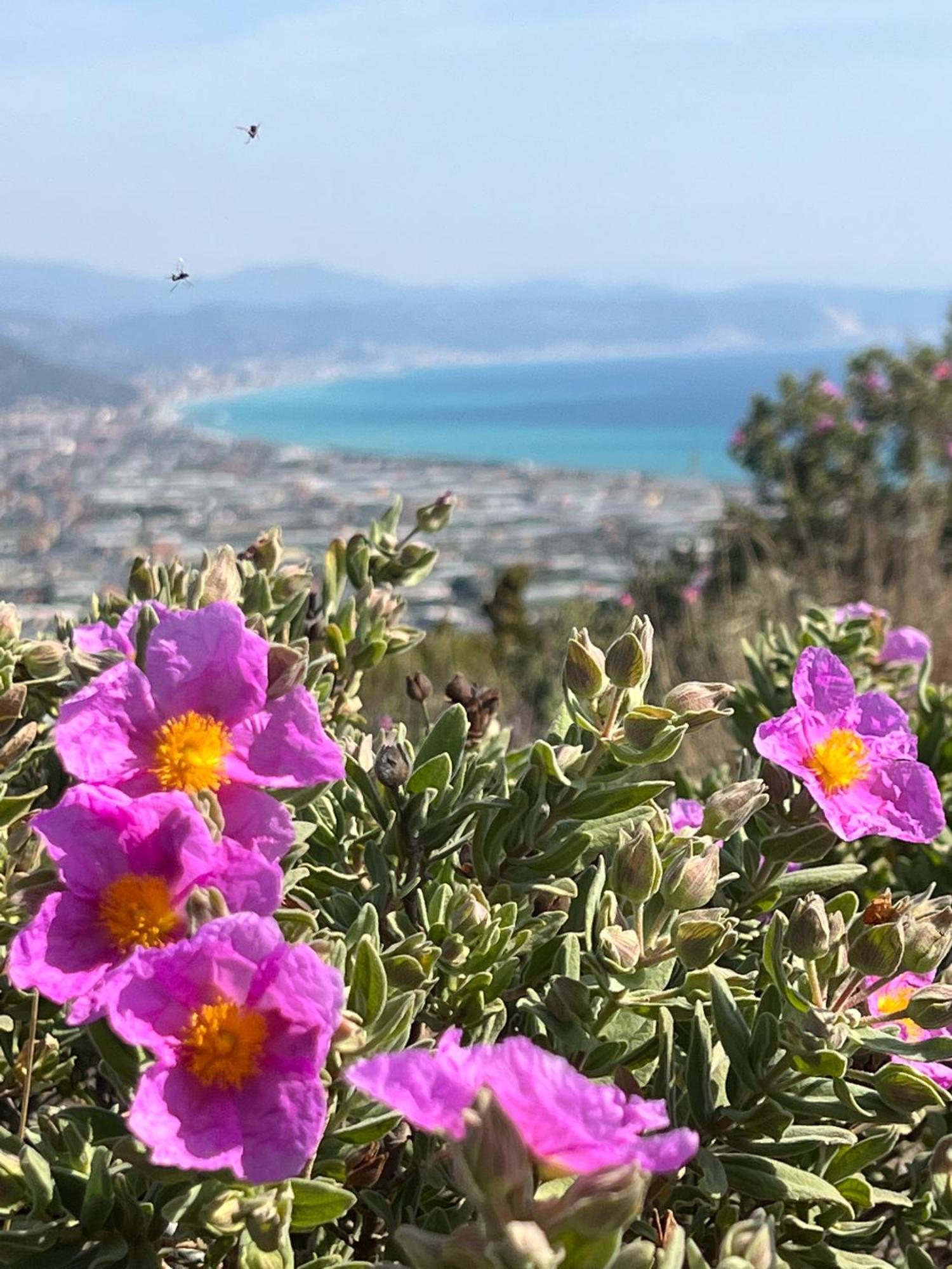 Le Torri Riviera Holiday 알벤가 외부 사진